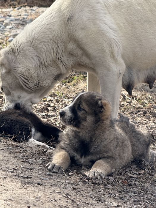 Щенки алабая
