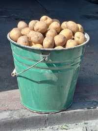 Картошка картофель семена