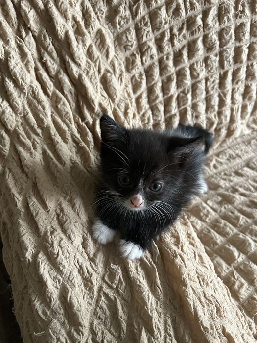 Отдам черную кошечку