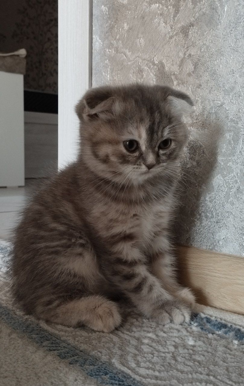 Пародистые котята Скоттиш фолд