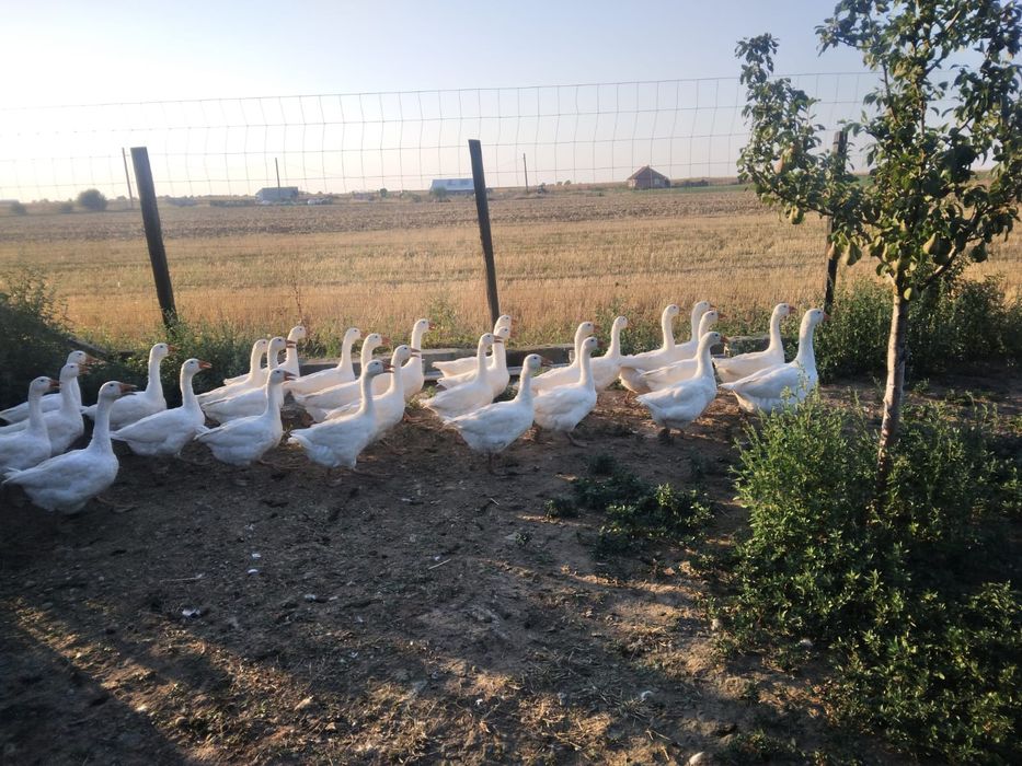 Vând gâște tinere