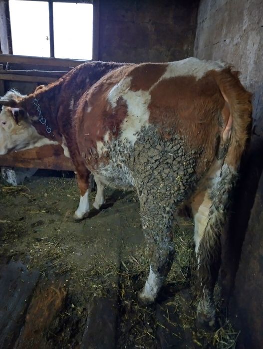 Junică bălțată gestantă