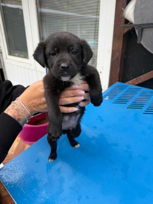 Catelusi pentru adoptie