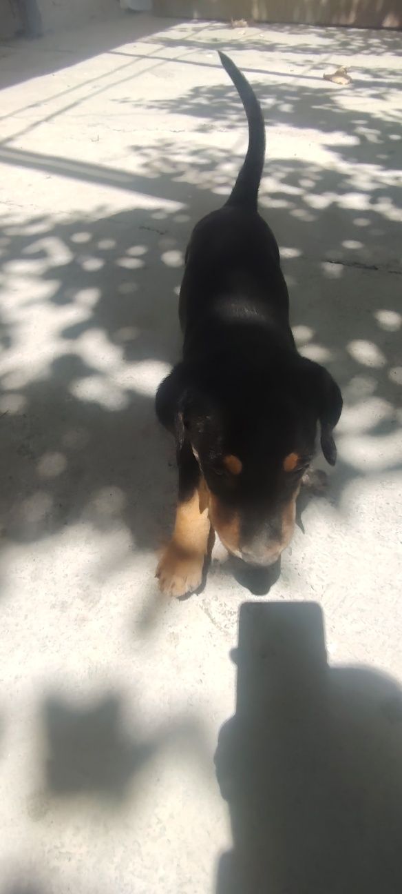 Doberman gold rangidan ham bor