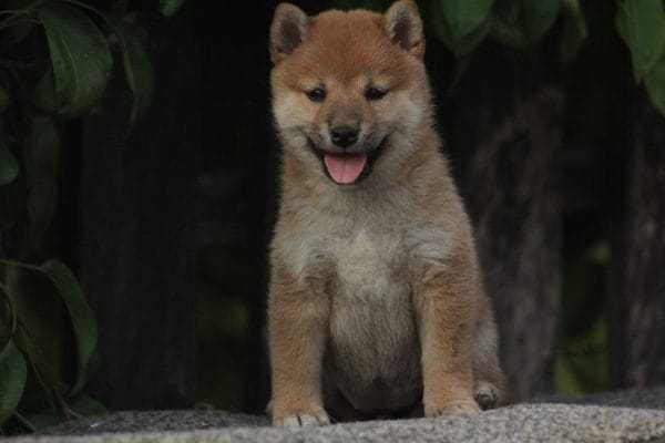 De vanzare Shiba Inu deosebit,extrem de frumos/transport