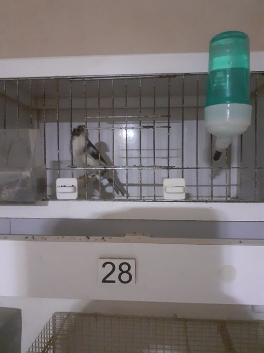 Vând canari și canarite Slavujari