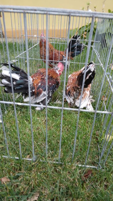 Cocosi mii de flori, 2025