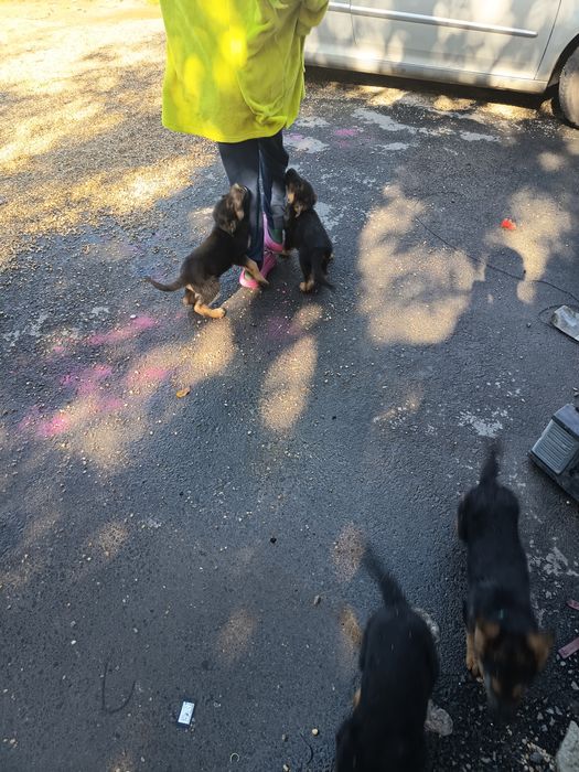 Pui Ciobanesc german X malinois