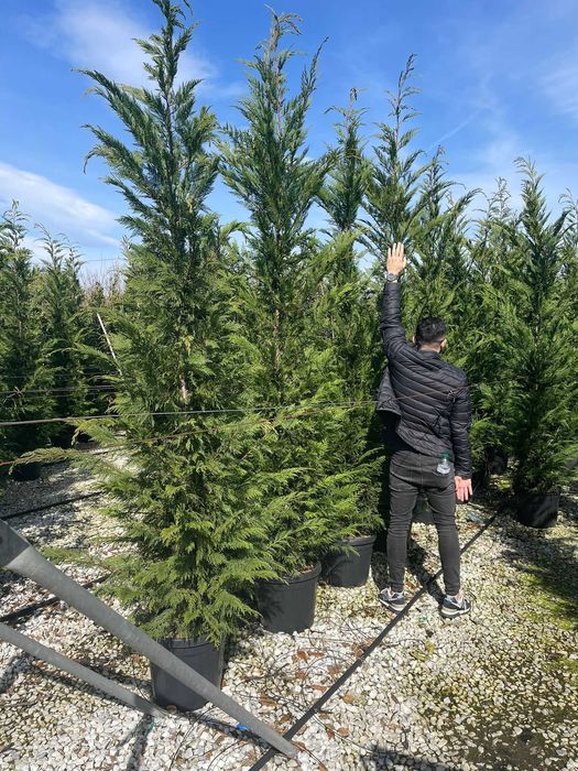 Plante ornamentale premium pentru amenajări moderne de grădini