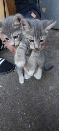 Pisici de adoptie!!!