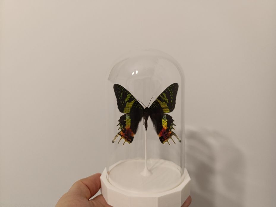 Fluture in dom de sticlă