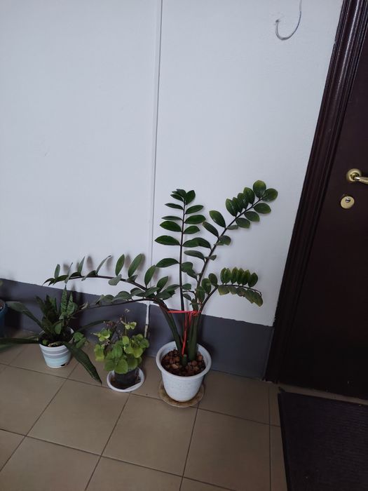 Цветы комнатные, разные