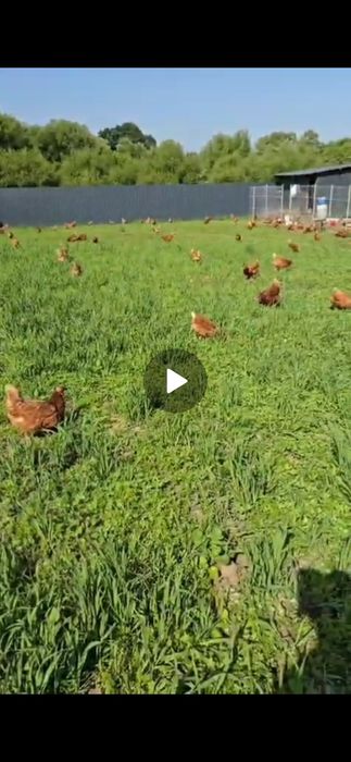 Gaini de casă , 60 ron bucata