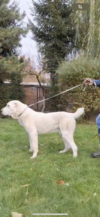 Продаётся 11 месячный Алабай с питомника "Шайтан"