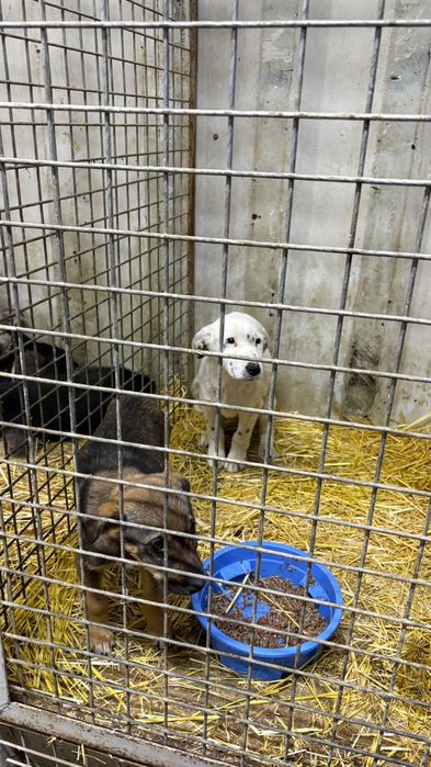 Щенятки Дворянины разных возрастов ждут любящих хозяев