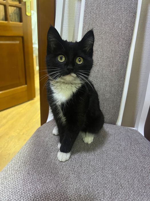 Отдам котенка, очень игривый