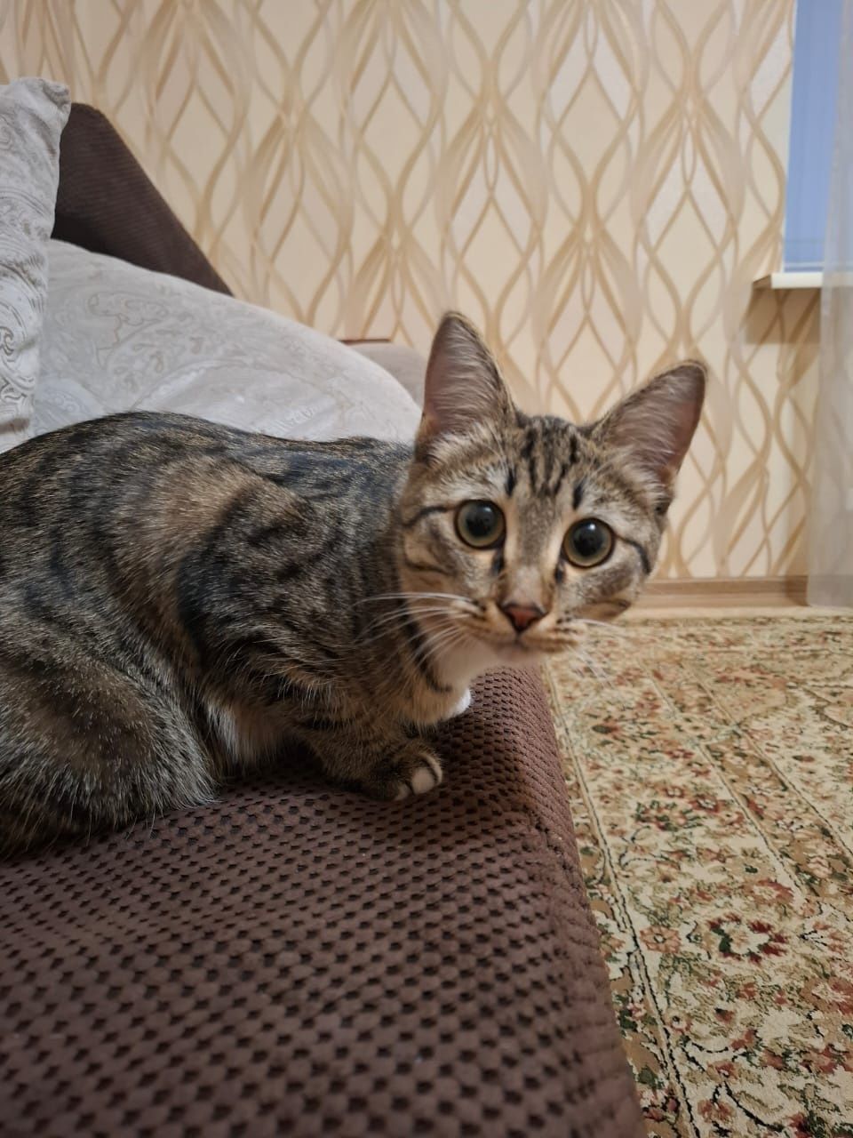 Кошка в хорошие рукм