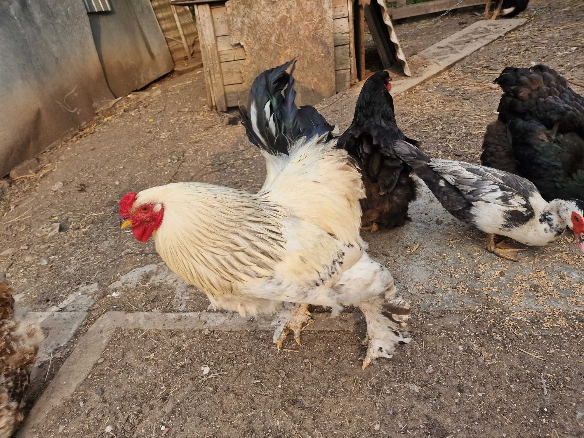 Gaini si cocoș Brahma