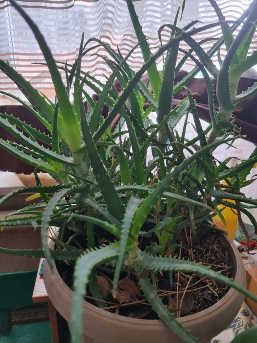 Алоэ,комнатное растение, очень кустистое