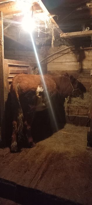 Тайынша сатамын ұрғашы