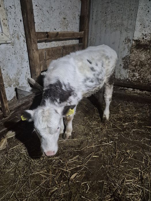 Vițea Alb-Albastru Belgian de vânzare.