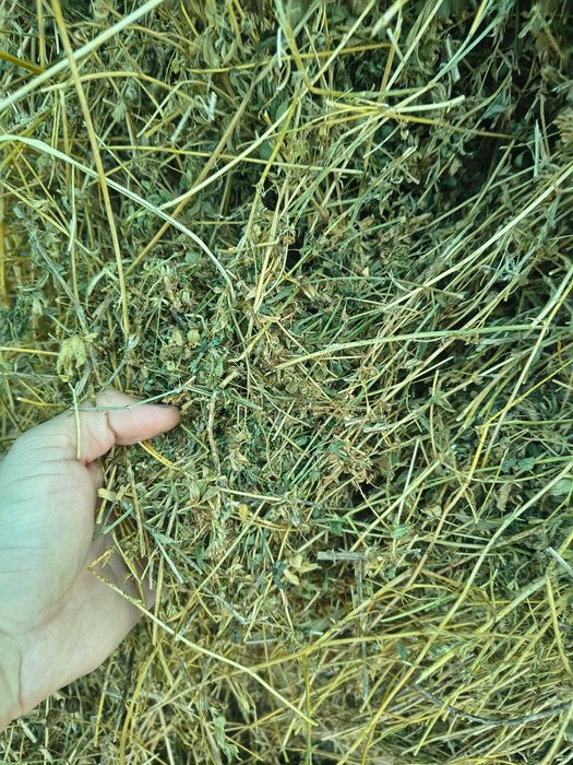 Vând baloți de Lucernă 2025