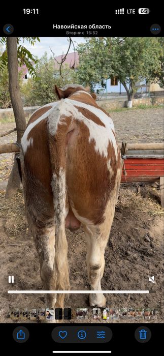 Сементал Бука сотилади ёш хали усадиган тиш бузмаган