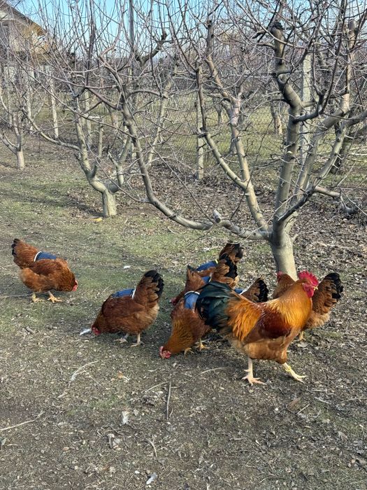 Oua New Hampshire Red pentru incubat