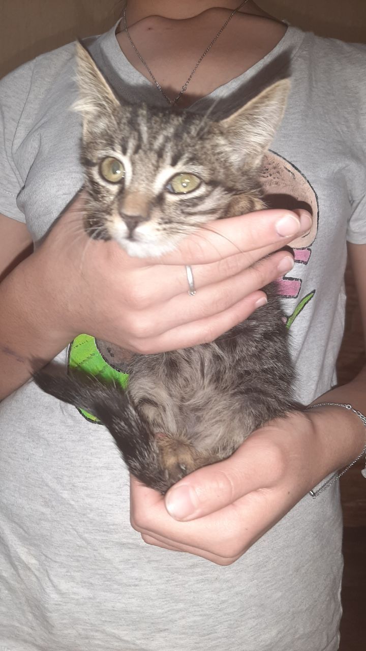 Котята в добрые ручки