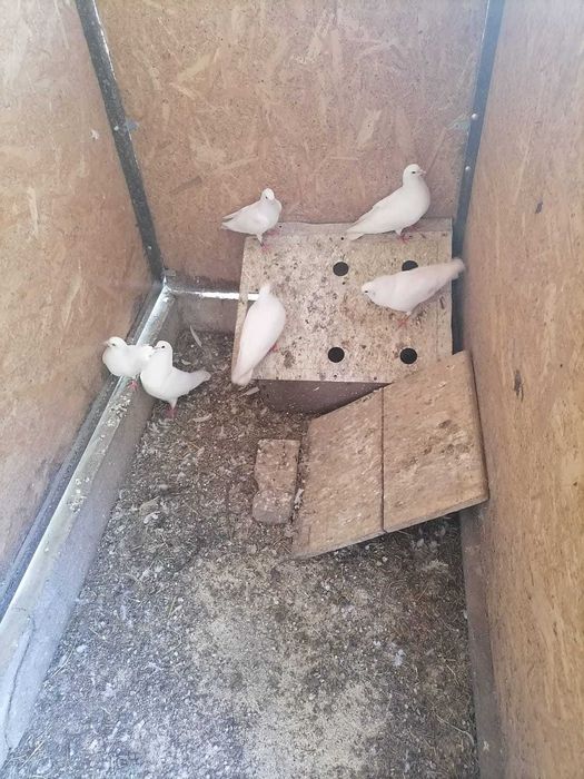 Vand porumbei tobosari arabi
