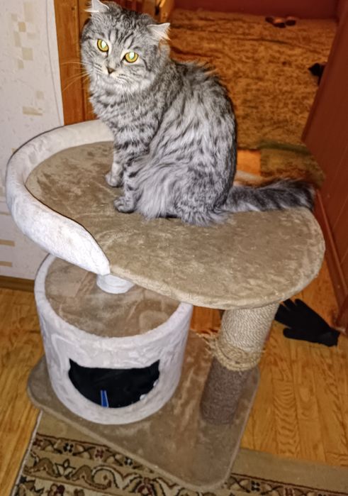 Домик для кошек.