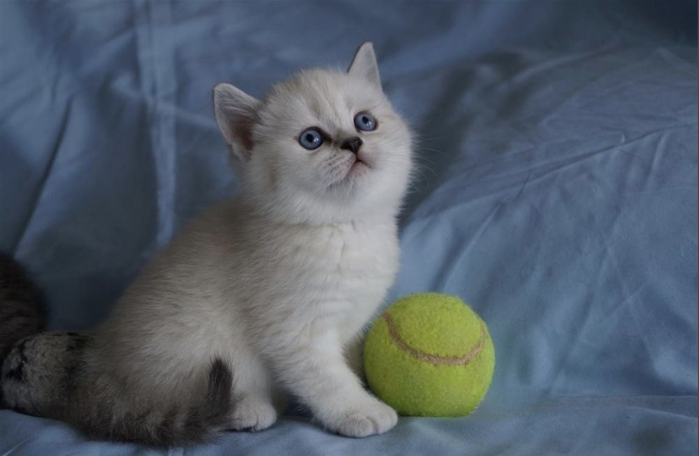 Чистокровные Британские котята