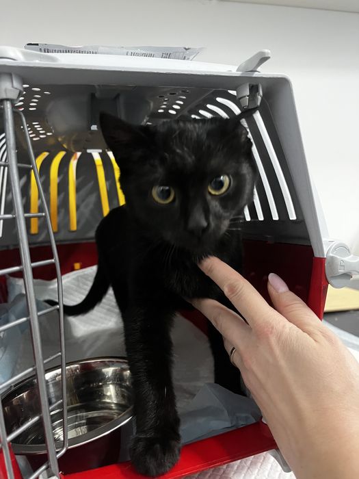 Ofer spre adopție pisicuță salvată