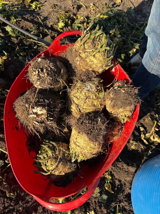 Vand telina rădăcină în cantități