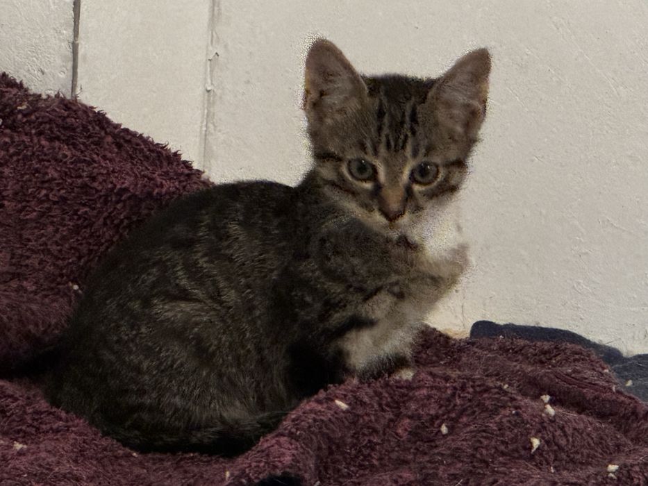 Donez pui de pisică – 3–4 luni