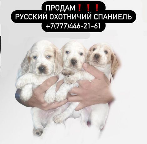 Продам щенков русского охотничьего спаниеля.