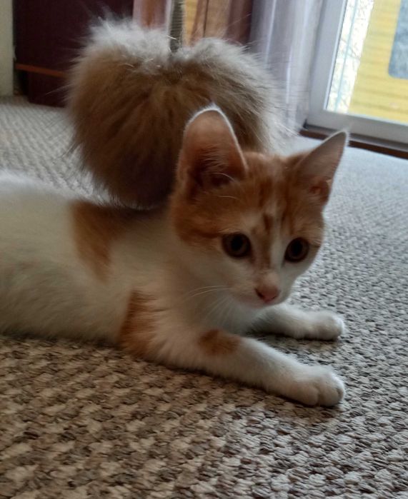 Отдам котенка в хорошие руки