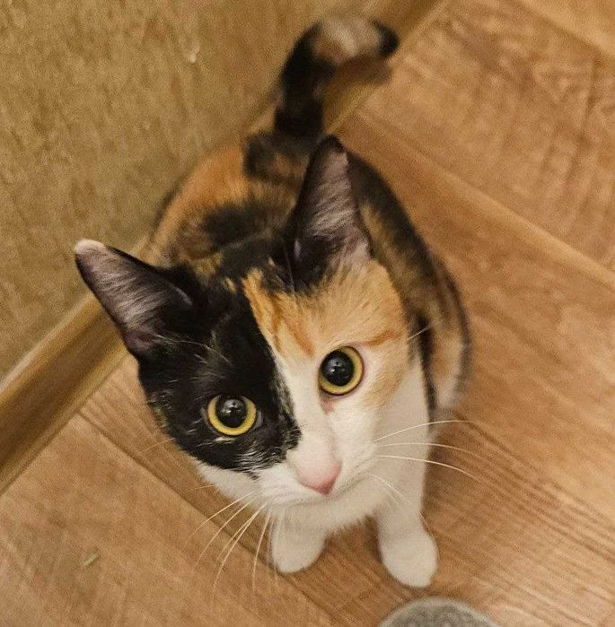 Отдам двух стерилизованных кошек в добрые руки + всё для ухода