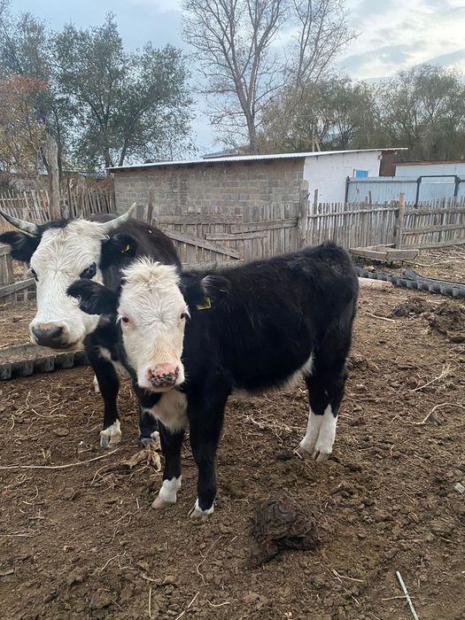 Сиыр бұзауымен .