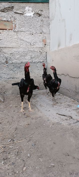 Продам семью дакан оптому