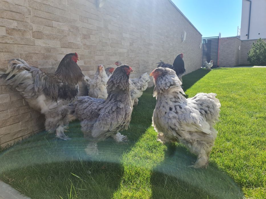 Puișori BRAHMA pe 17 culori. TRIMIT IN TARA!