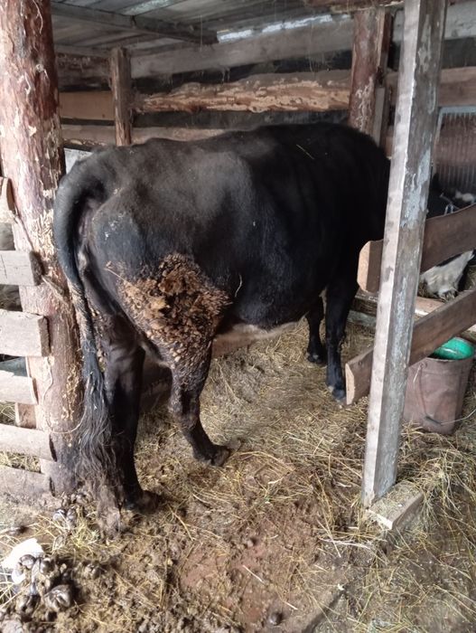 Продам коров с откорма 4/5 лет Аулиеколь