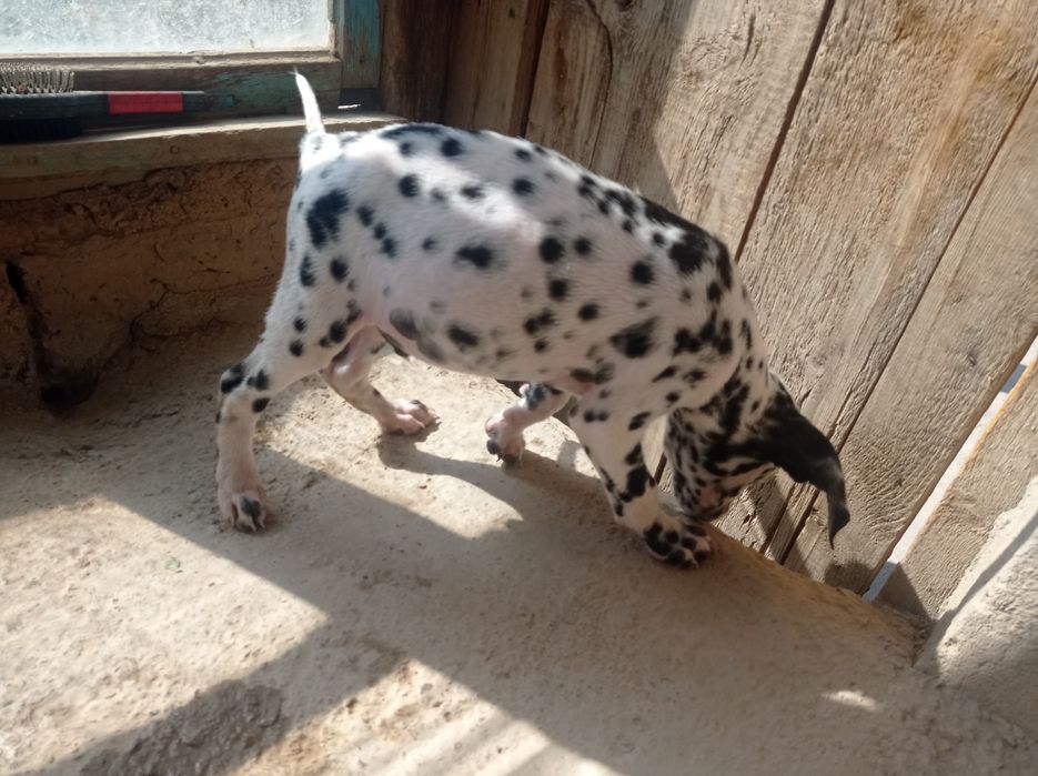 Chiroyli Dalmatin kuchuk bolasi sotiladi