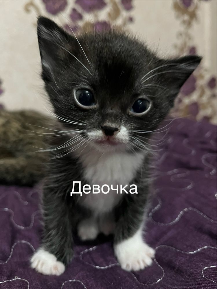 отдам котят