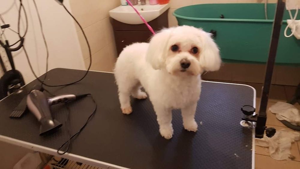 Tuns caini - coafor canin