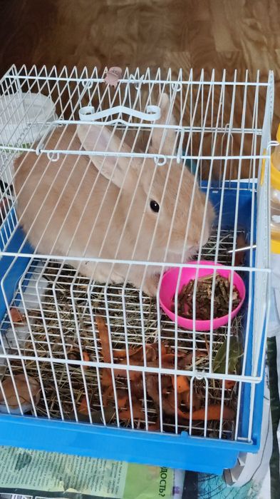 Продам кролика вместе с клеткой за 5000