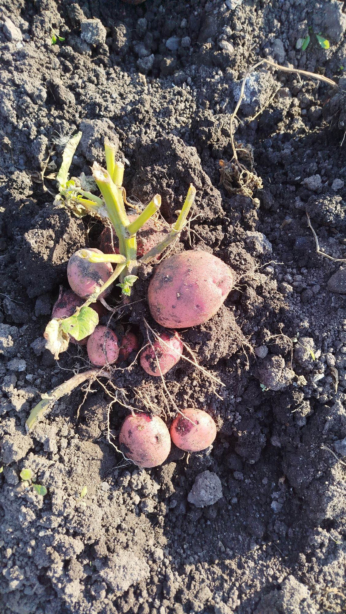 Продам картофель
