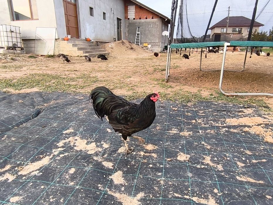 Cocoși  și puicuțe austrolop de vânzare
