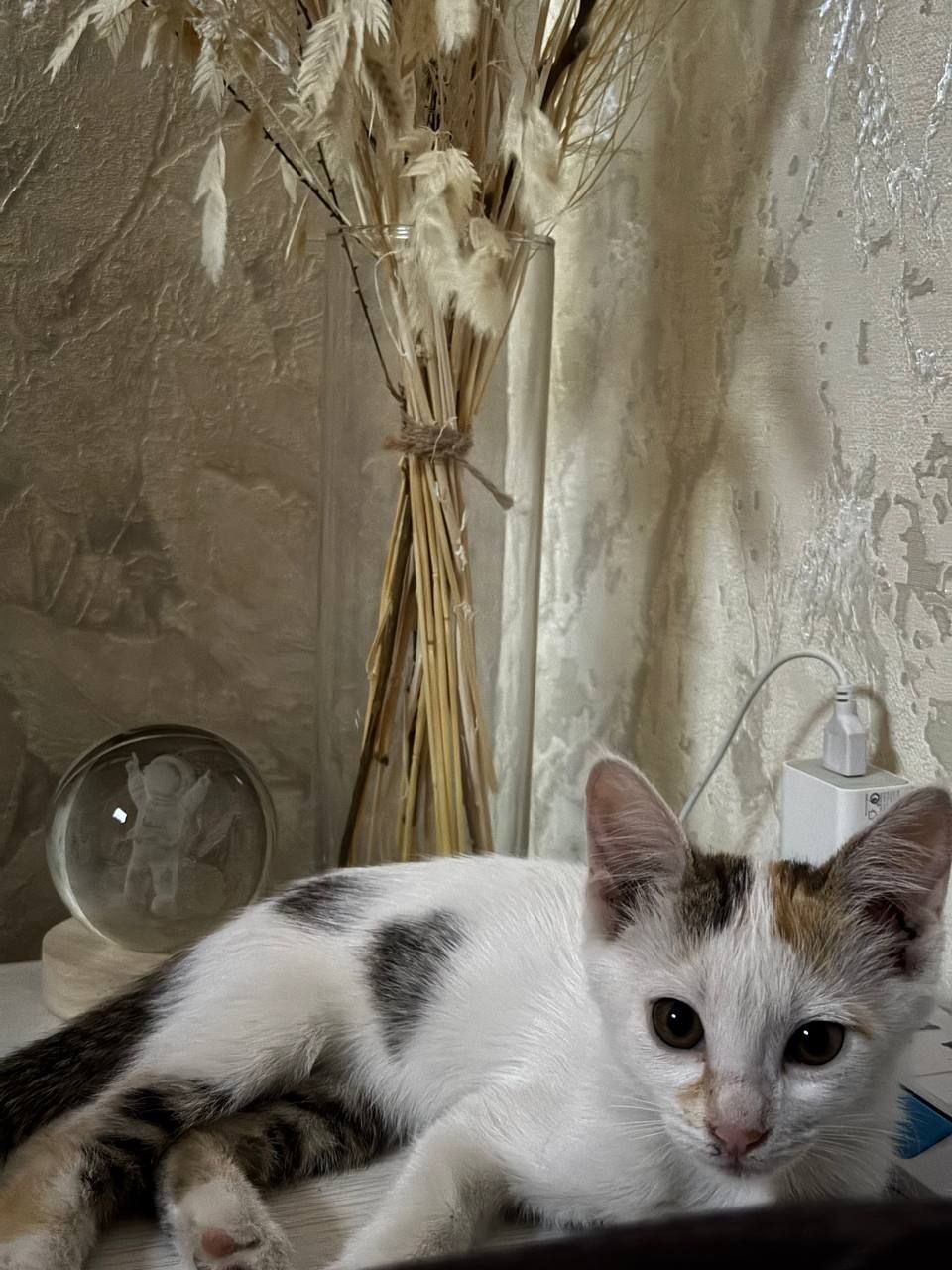 Отдам котёнка в добрые и ответственные руки