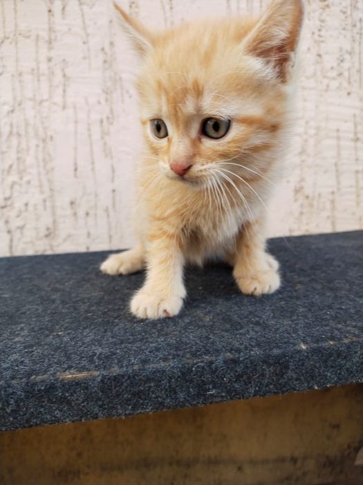 Котенок  отдам даром